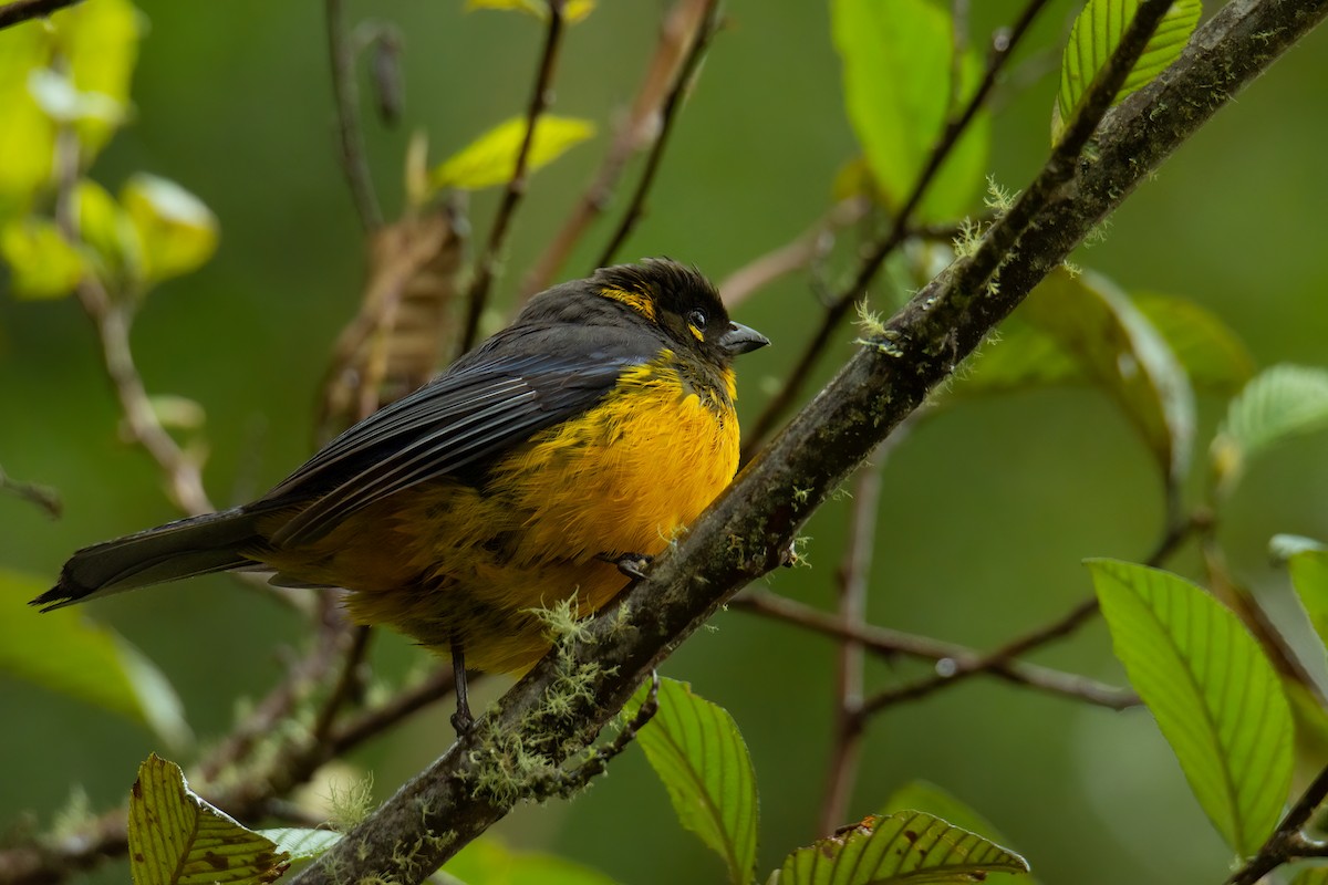 Lacrimose Mountain Tanager - ML526022321