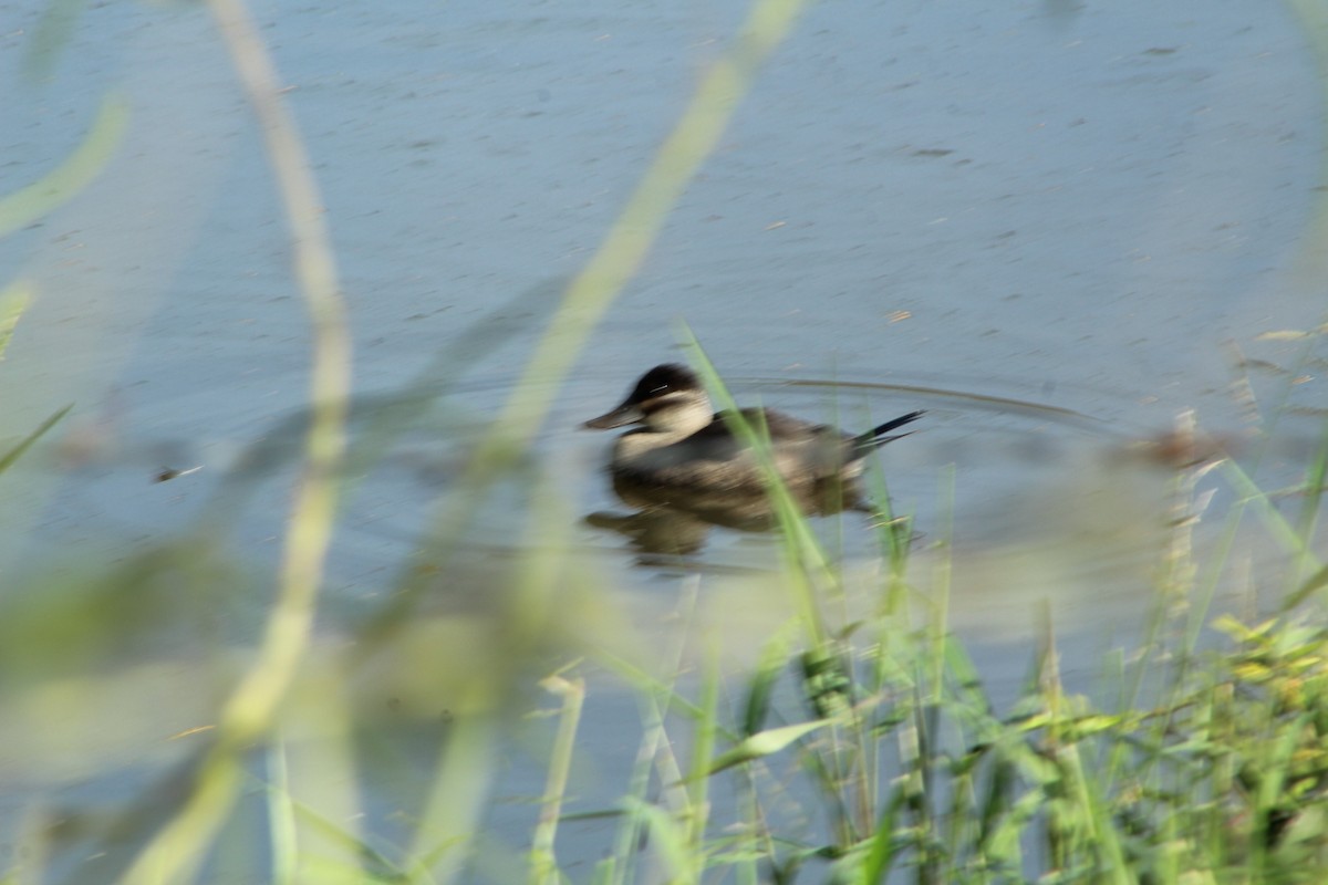 Ruddy Duck - ML526023041