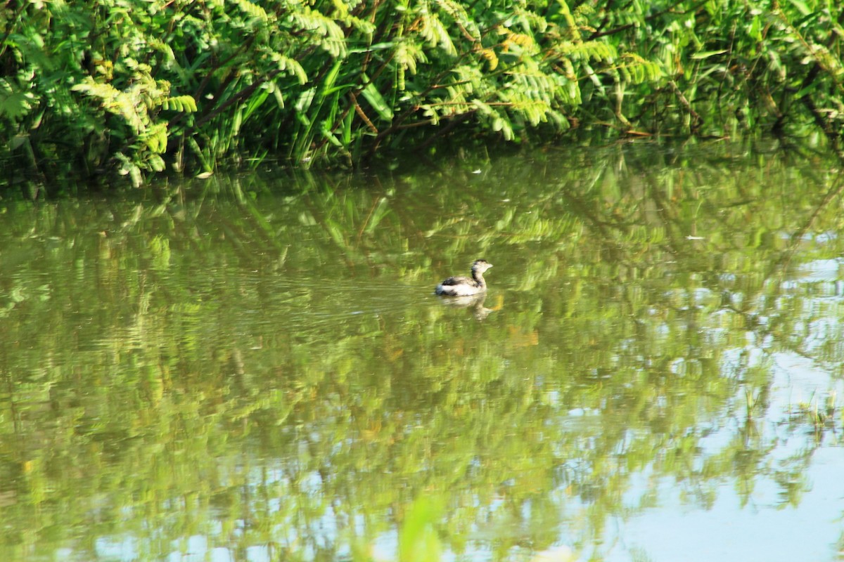 Least Grebe - ML526023131