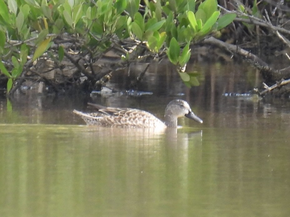 Blue-winged Teal - ML526023971