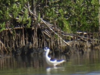 Black-necked Stilt - Chris Loscalzo