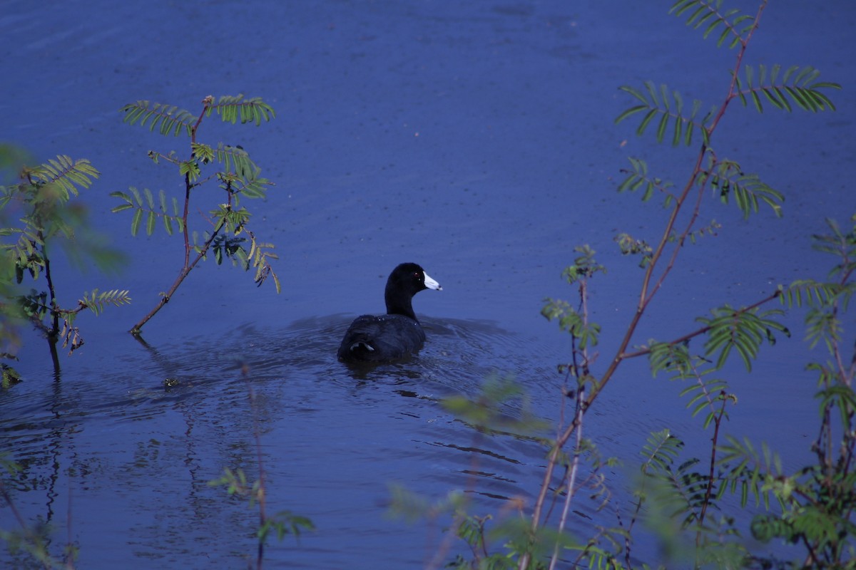 American Coot - ML526024271