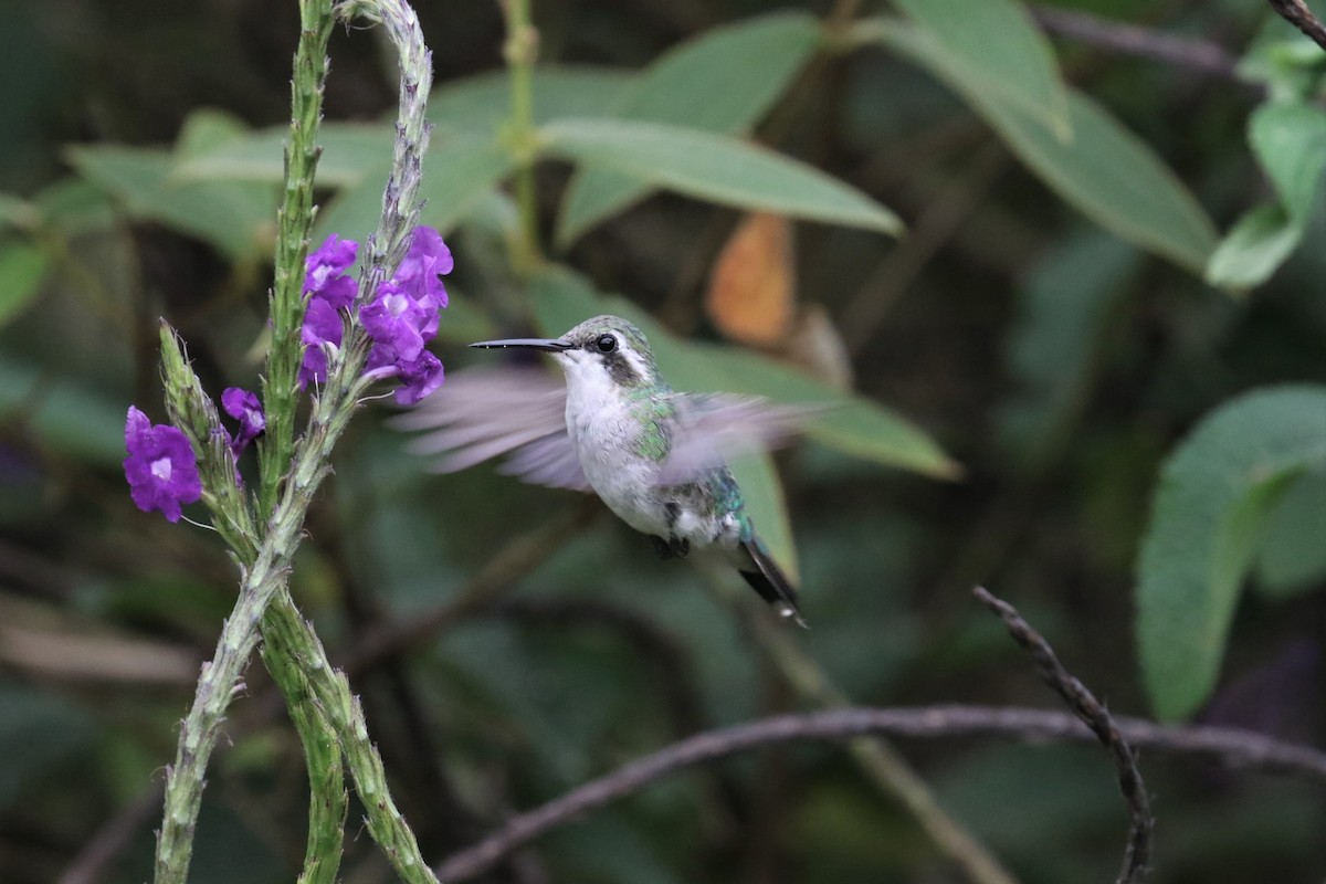 Short-tailed Emerald - ML526024311