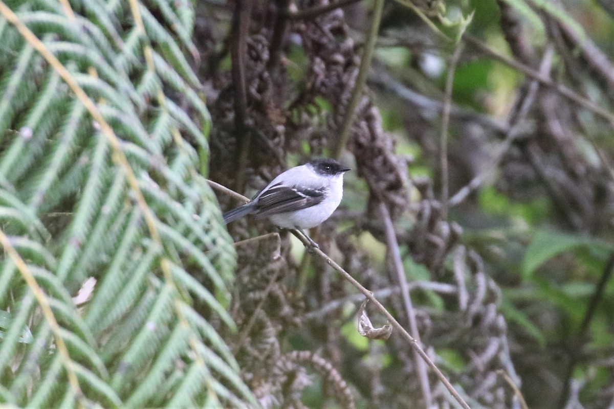 Torrent Tyrannulet - 🦉Max Malmquist🦉