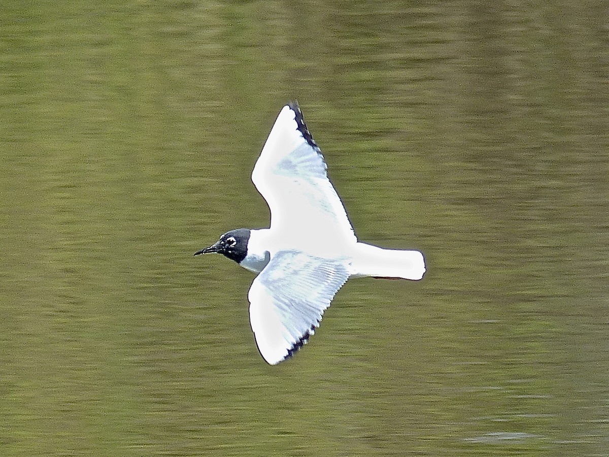 Küçük Karabaş Martı - ML526024621