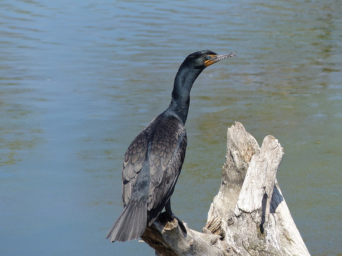 Kulaklı Karabatak - ML526024681