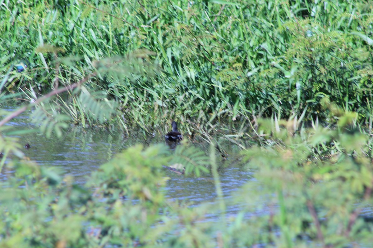 Common Gallinule - ML526024701