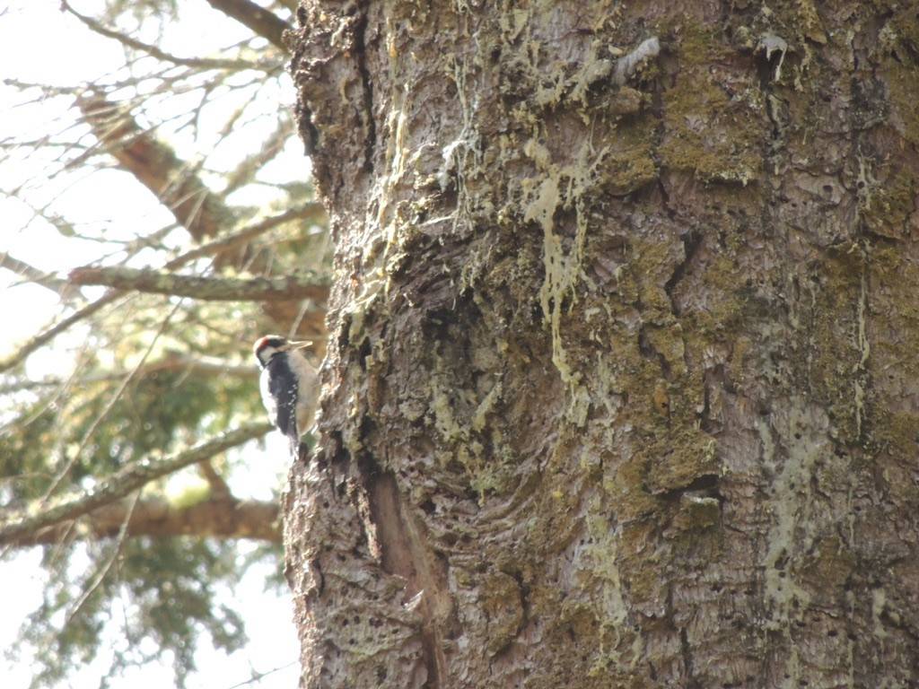 Hairy Woodpecker - ML526024921