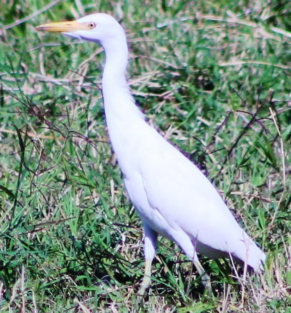 Western Cattle Egret - ML526025481