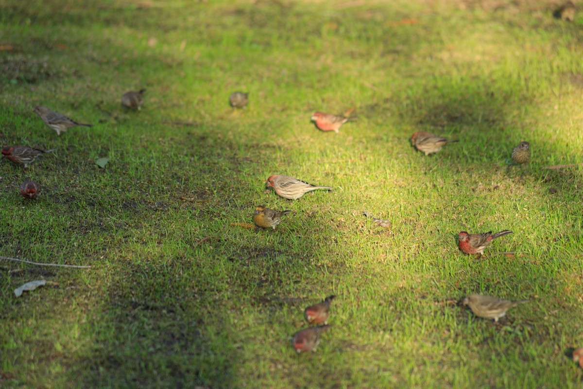 House Finch - ML526025601