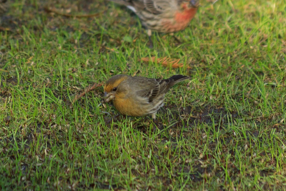 House Finch - Leah Krieger