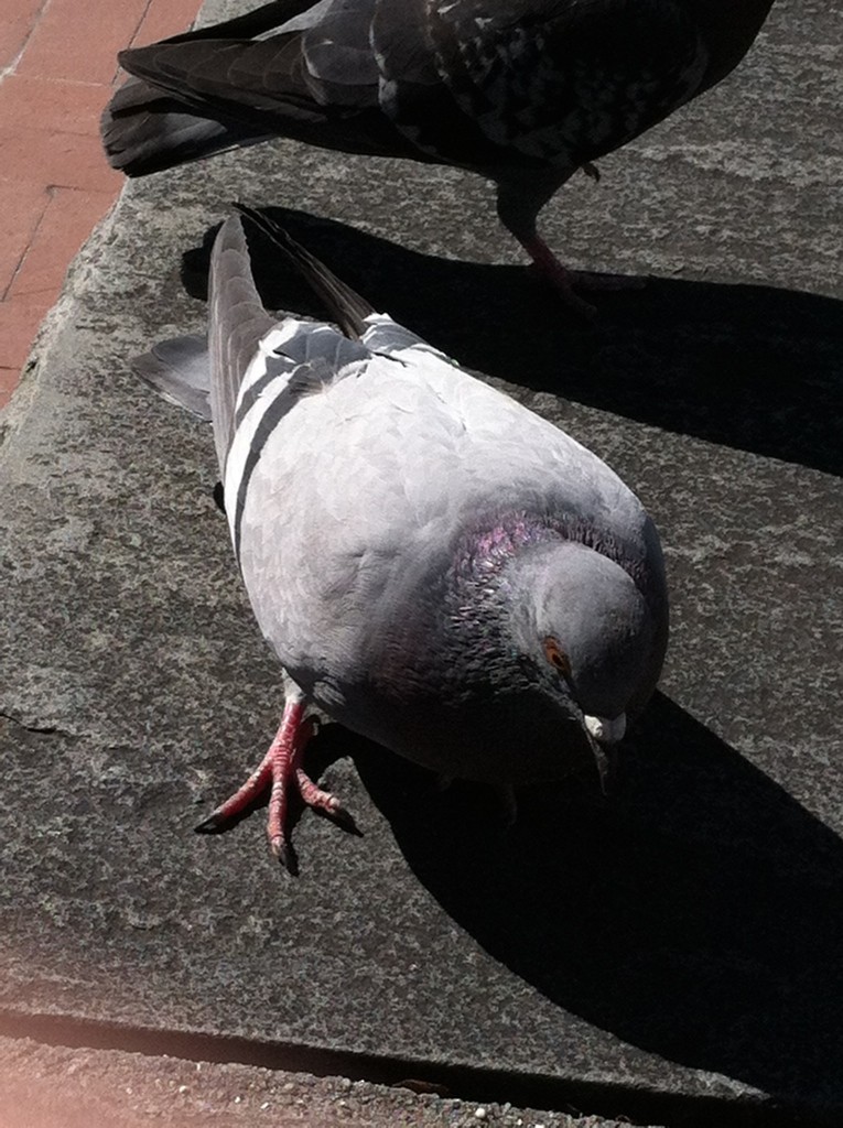 Pigeon biset (forme domestique) - ML526027021