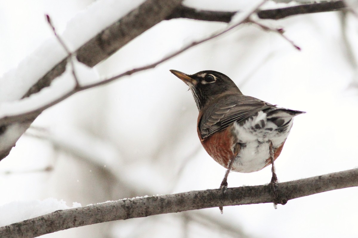 American Robin - ML526027751