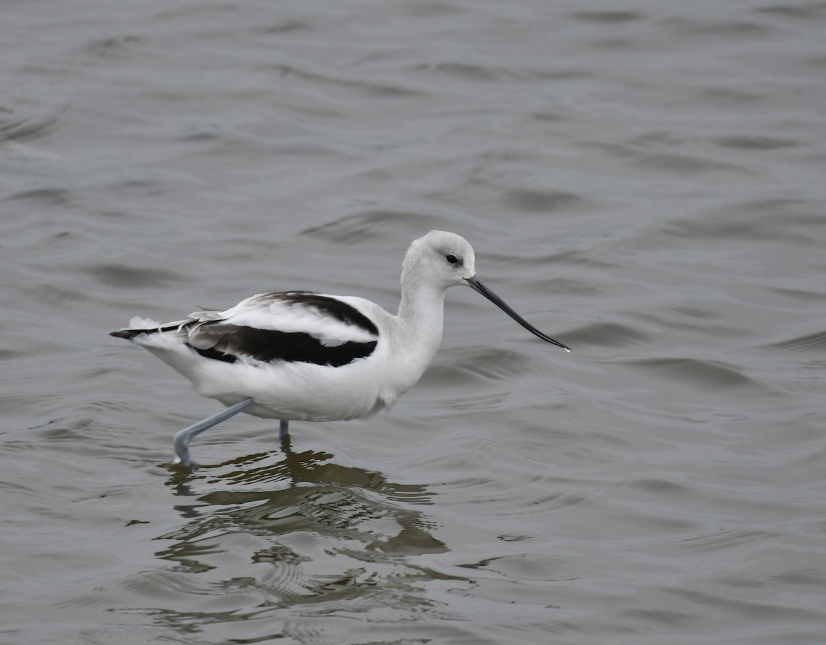 American Avocet - ML526028151