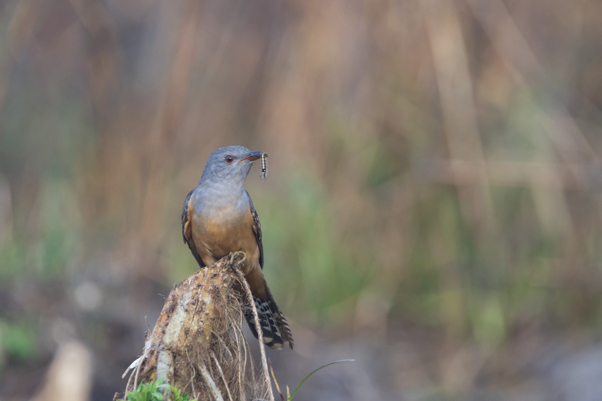 Plaintive Cuckoo - ML526028561