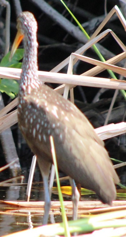 Limpkin - ML526029291