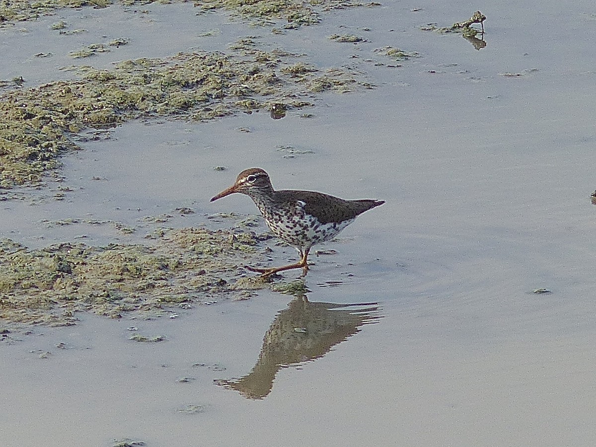 Spotted Sandpiper - ML526029661