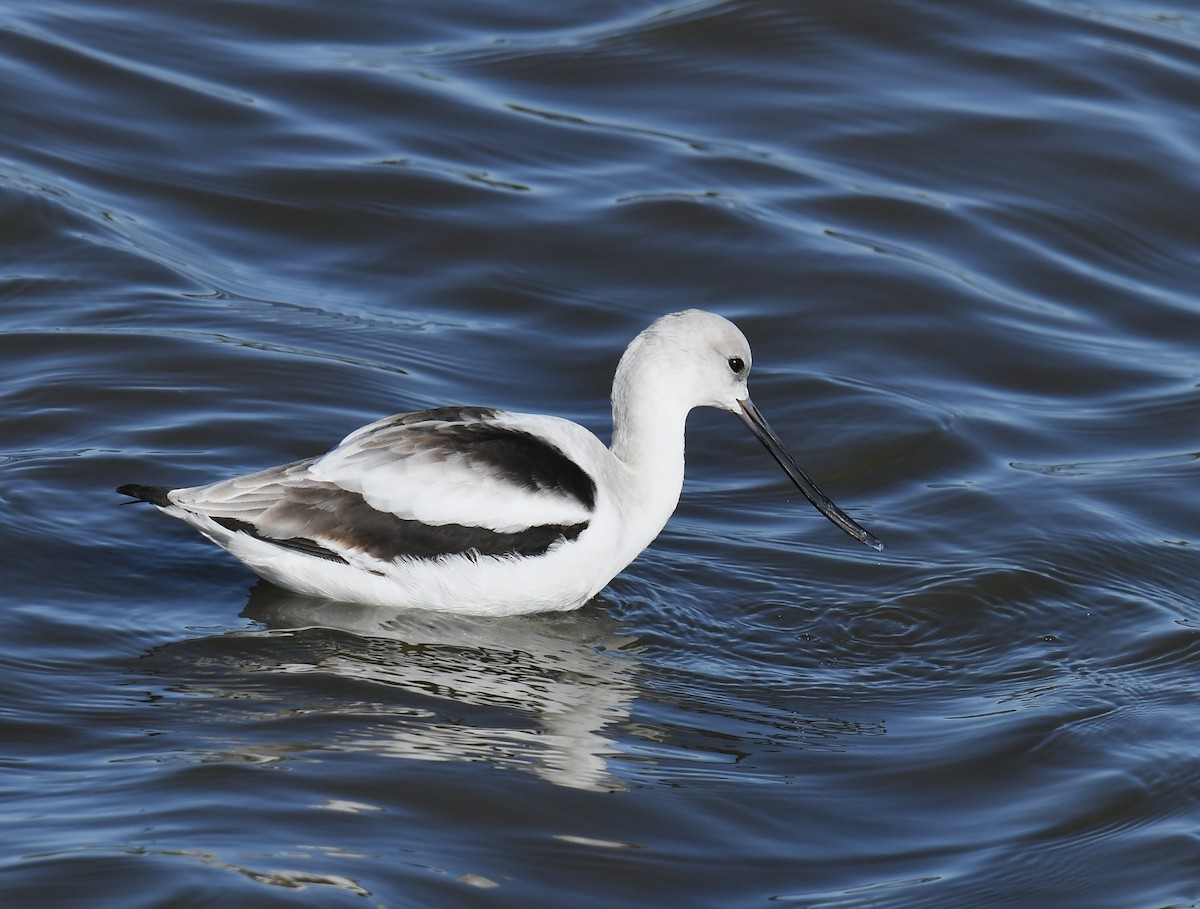 American Avocet - ML526030141