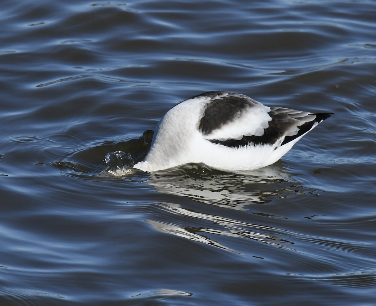 American Avocet - ML526030851