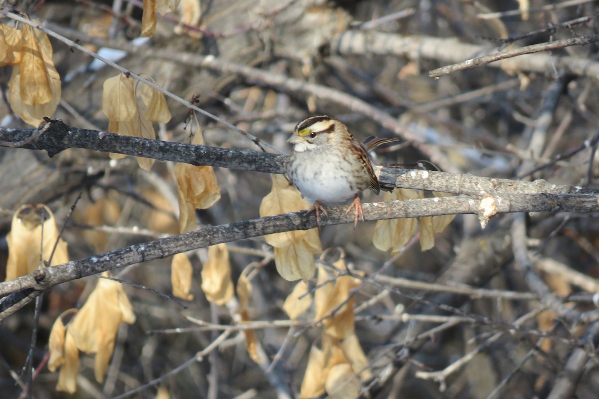 White-throated Sparrow - ML526031041