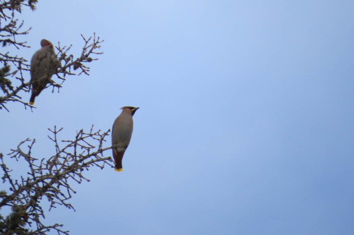 Bohemian Waxwing - ML526031461