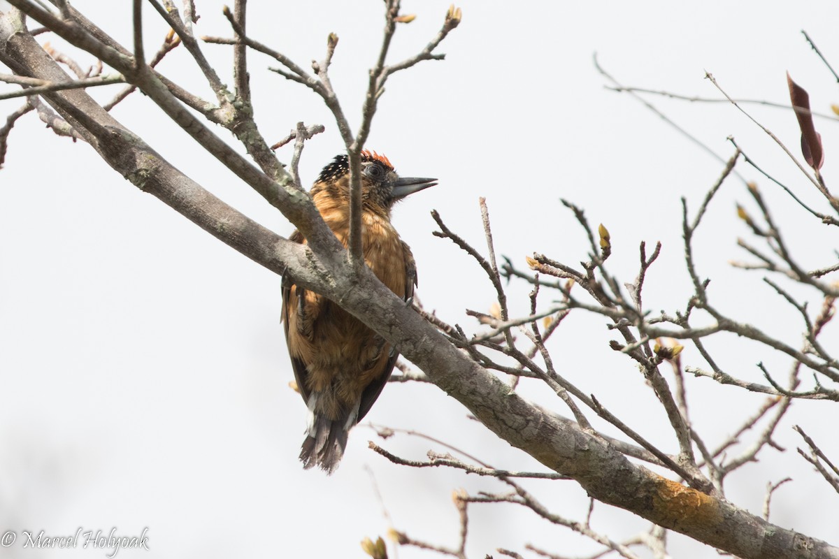 Ochraceous Piculet - ML526032121