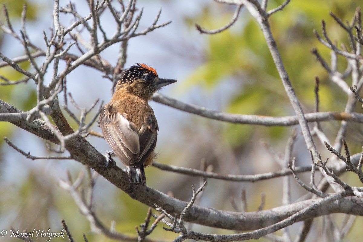 Ochraceous Piculet - ML526032131