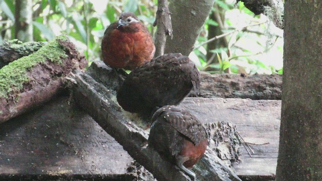 Chestnut Wood-Quail - ML526032361