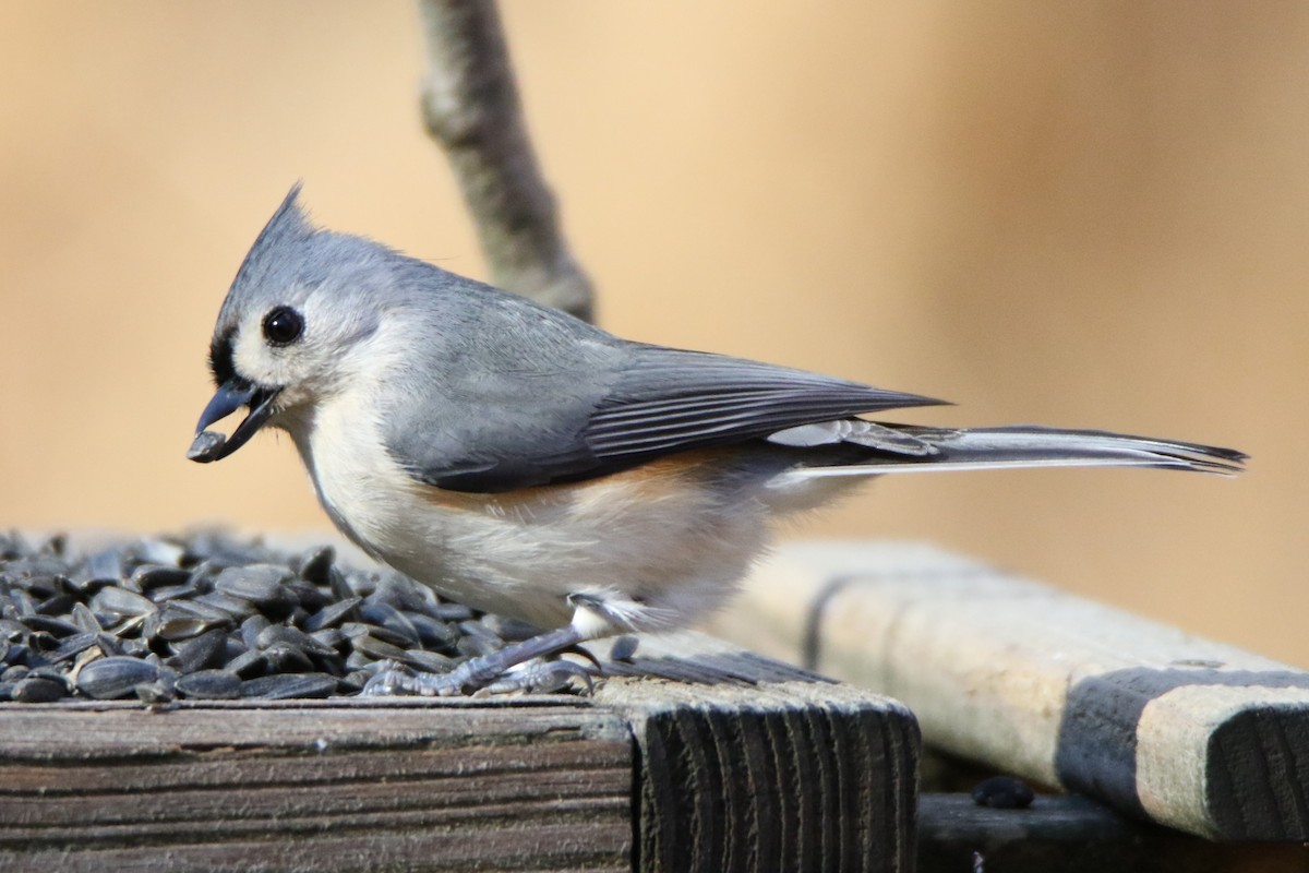 Tufted Titmouse - ML526032381