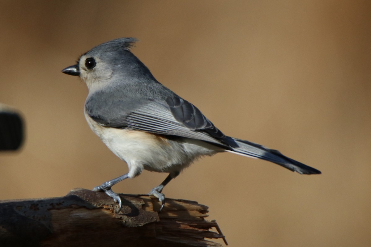 Tufted Titmouse - ML526032391