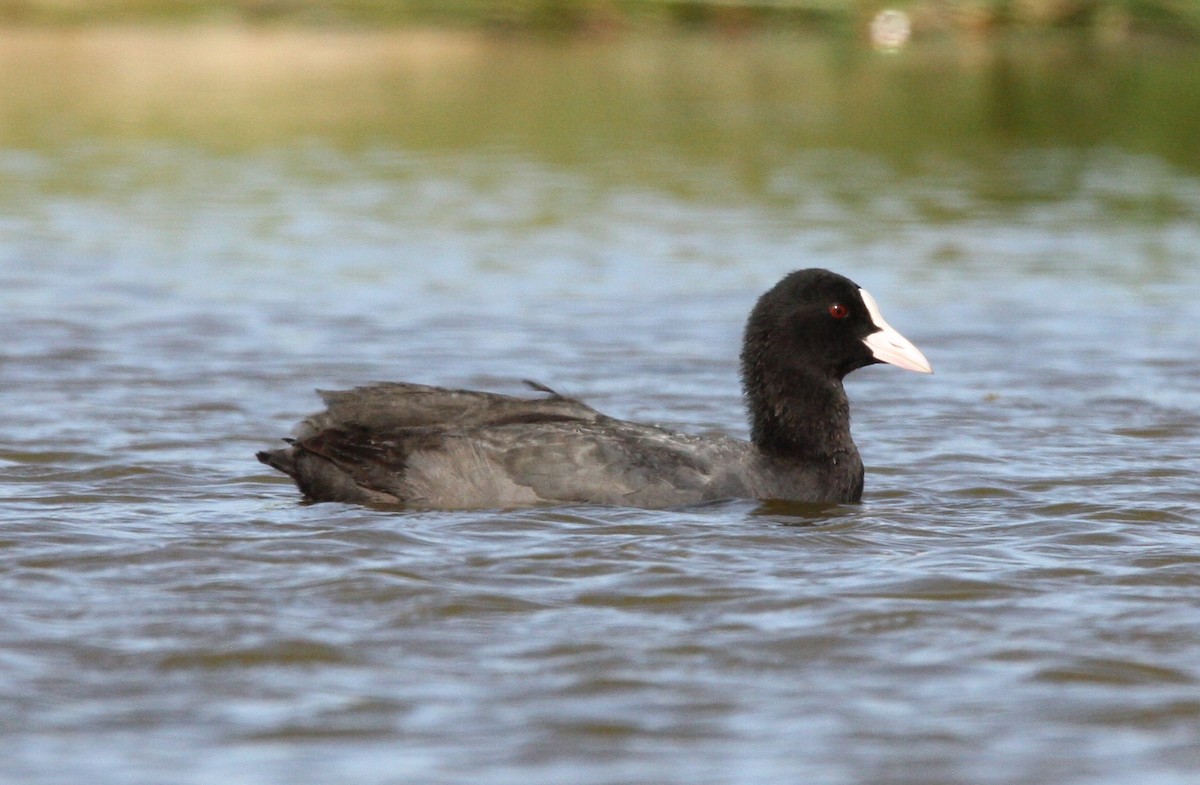 Eurasian Coot - ML526033601