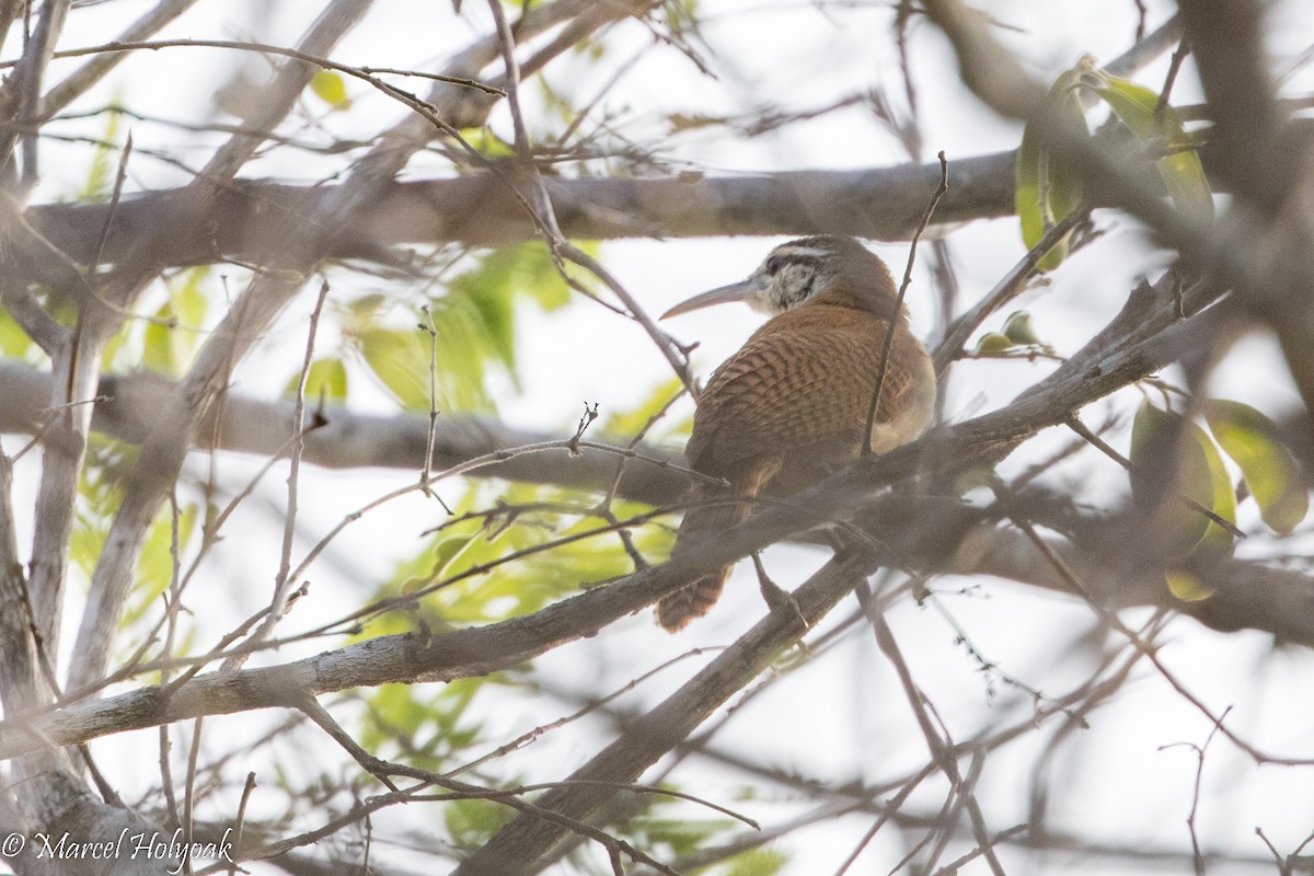 Long-billed Wren - ML526033901