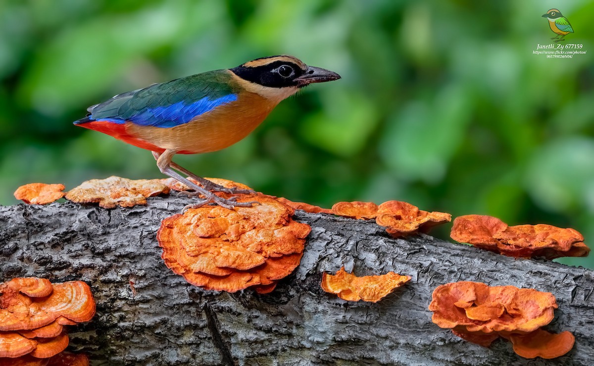 Blue-winged Pitta - ML526034101