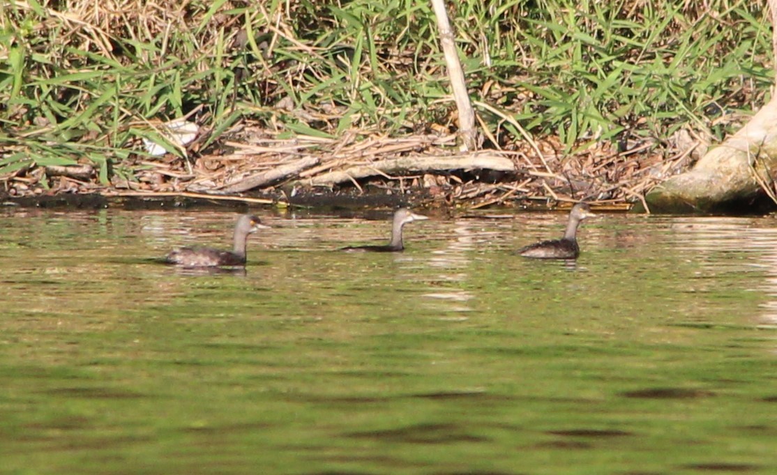 Least Grebe - Nestor Herrera