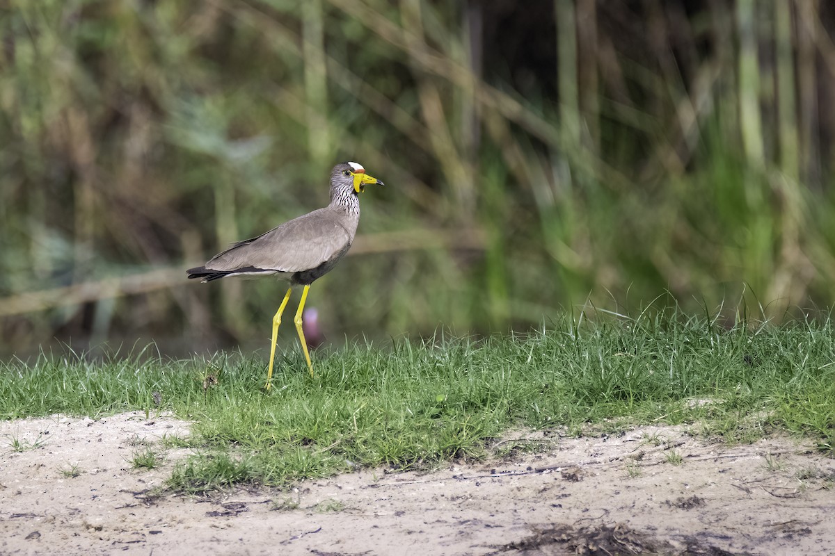 Wattled Lapwing - Rick Bowers