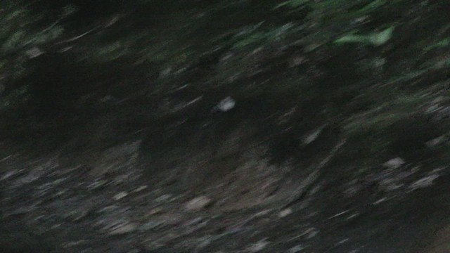 Schuppenbauch-Ameisendrossel - ML526036521