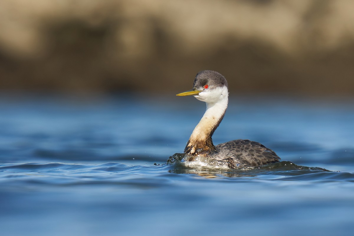 Western Grebe - ML526036791