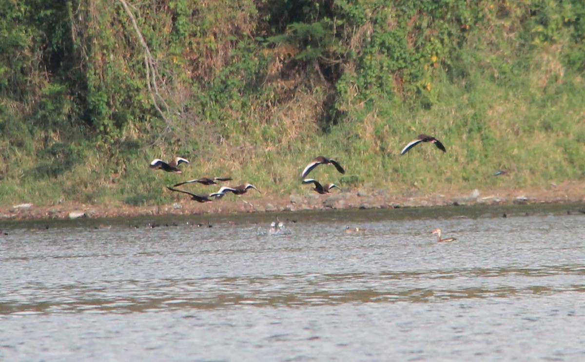 Black-bellied Whistling-Duck - Nestor Herrera