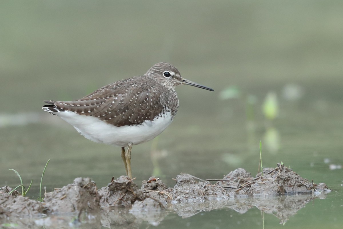 Green Sandpiper - ML526037571