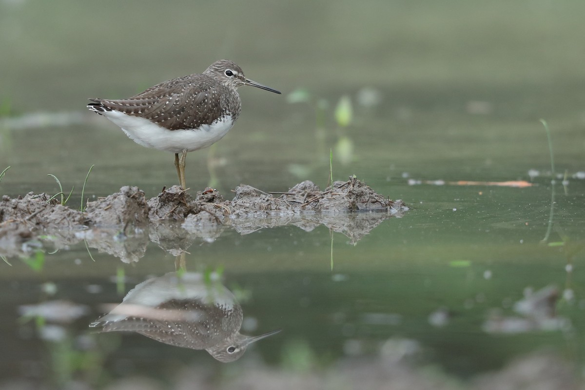 Green Sandpiper - ML526037621