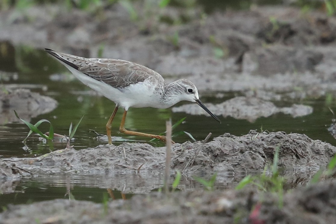 Marsh Sandpiper - ML526037701