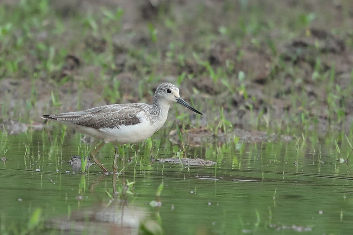 Common Greenshank - ML526037861