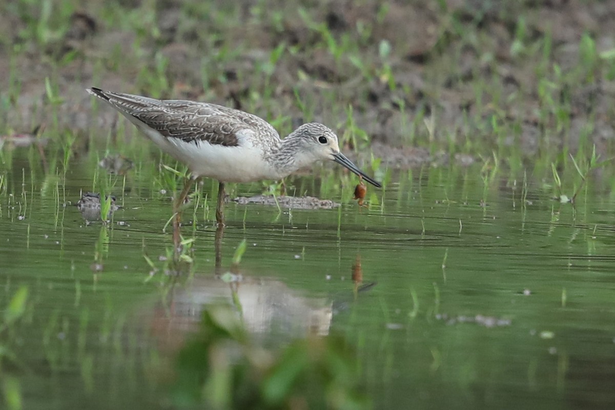 Common Greenshank - ML526037871