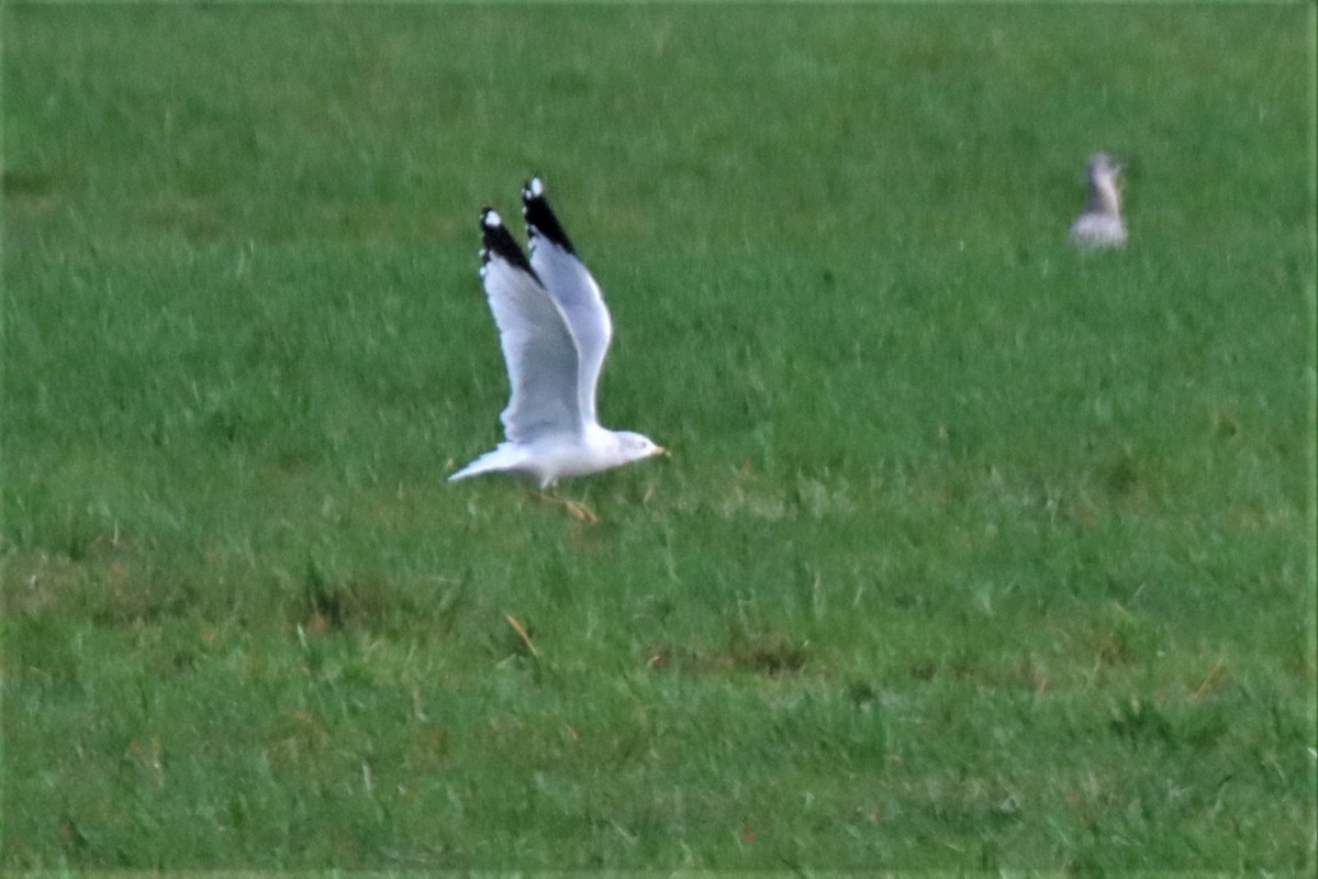 Ring-billed Gull - ML526039021