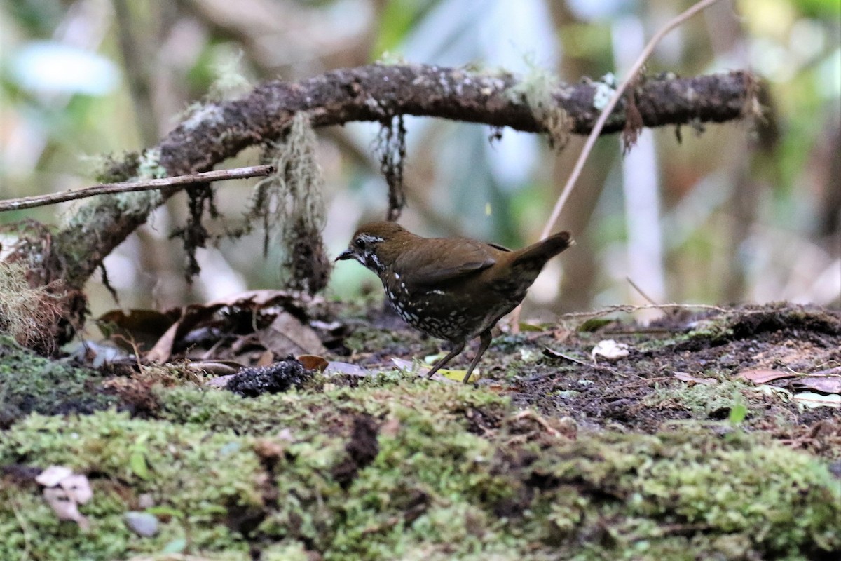 Schwartz's Antthrush - ML526039431