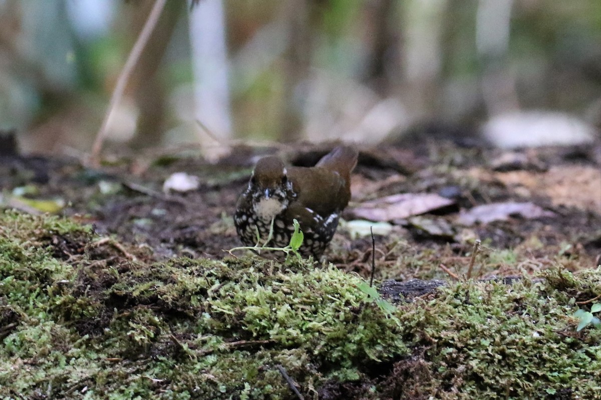 Schwartz's Antthrush - ML526039461