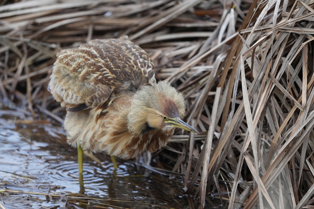 American Bittern - Joe RouLaine