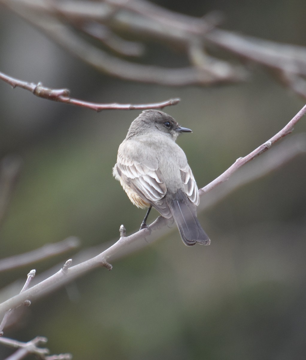 Say's Phoebe - ML52604121