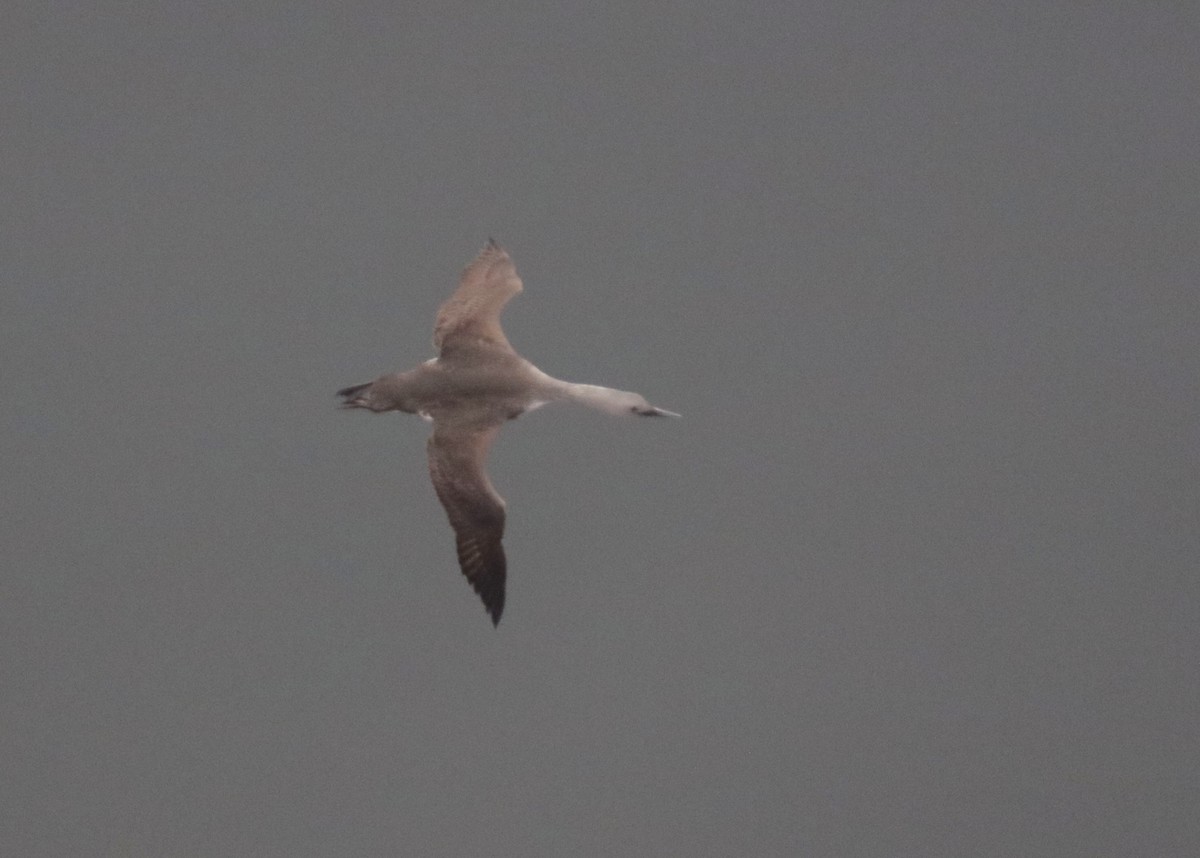 Red-throated Loon - ML526041771