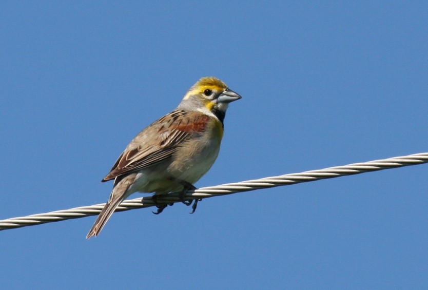 Dickcissel - ML52604251